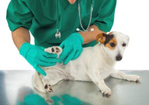 PennHip 犬隻髖關節發育評估