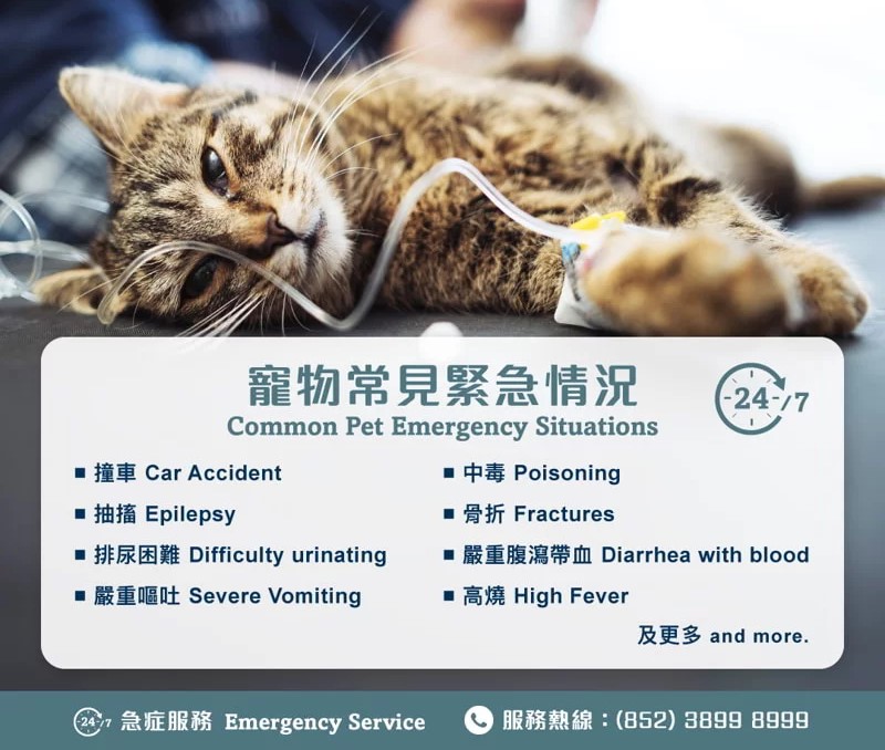 常見的寵物急症